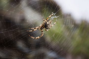 Afectiuni anxioase - tipuri si particularitati. Cum sa le identifici Afectiuni anxioase